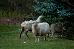 Canon EOS-1D Mark II N, T:1/50, A:f/2.8, P:3, ISO1000, F:200mm, EV:-1 <br />08.04.2011 -  20:09:00
