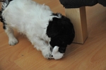 NIKON D300, T:10/200, A:f/4.8, P:2, ISO3200, F:550mm, EV:0 <br />15.05.2009 -  12:27:23