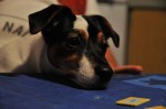 , T:, A:, P:, ISO, F:mm, EV: <br />.. - 