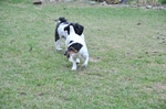 NIKON D300, T:10/2500, A:f/5.0, P:1, ISO200, F:750mm, EV:-2.33 <br />28.03.2010 -  13:26:12