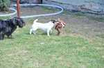 NIKON D300, T:10/2500, A:f/5.0, P:1, ISO200, F:820mm, EV:-2.33 <br />28.03.2010 -  13:32:16